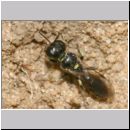 Crossocerus sp - Grabwespe 02a 5mm.jpg